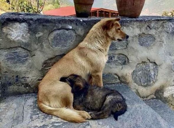 辟谣狗狗每年不需要打预防针,辟谣狗狗近亲