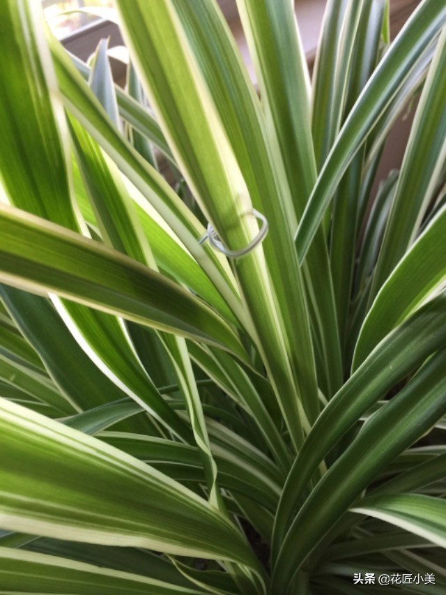 吊兰抽穗多了把叶子压弯怎么办,怎么才能使吊兰走茎不容易折断