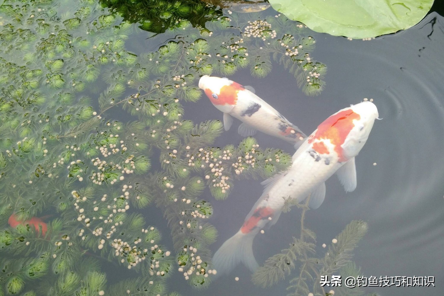 钓鱼水底缺氧怎么判断,鱼缺氧上浮应该怎么钓