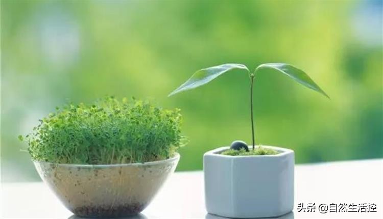 花卉枯萎了怎么办视频教程,花卉蔫了如何救活