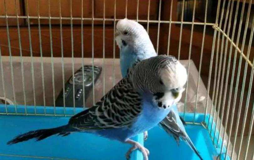 鹦鹉屁股红拉稀,鹦鹉吃软食拉稀