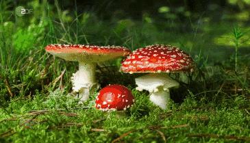 今年毒菇中毒事件,疫情期间毒蘑菇中毒