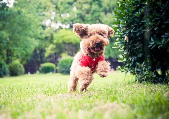 怎样训练狗狗不在家乱拉乱尿,狗狗一岁了还到处乱尿怎么办