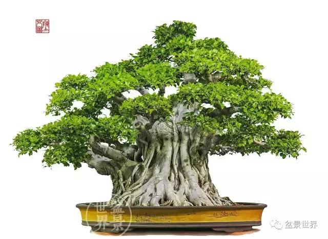 榕树罗汉松风水树,什么形状的榕树盆景好