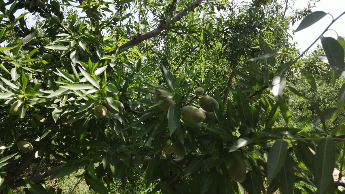 农村种什么果木最挣钱,安徽巴旦木种植