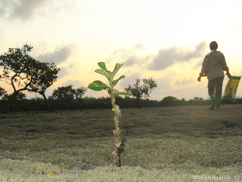 痛心！北海红树林不设防，任你踩任你挖