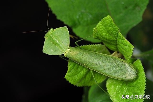 lol视角从左到右,lol的视角