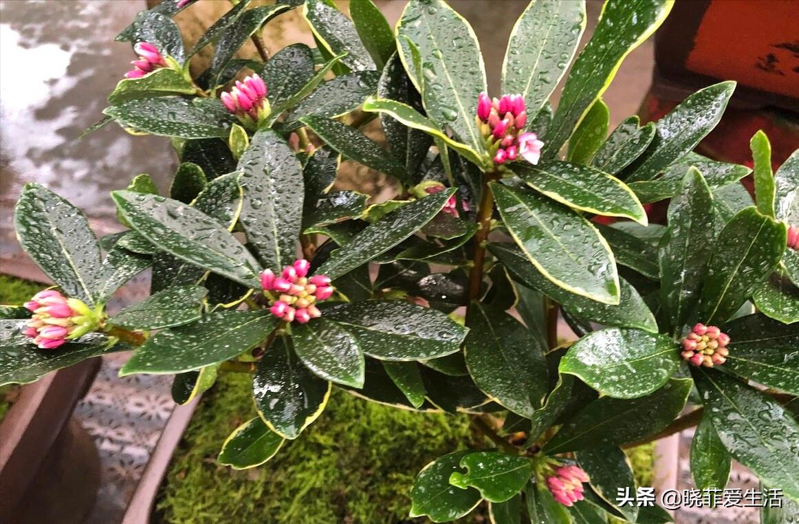 哪些花气味有毒不能养,哪10种花有毒