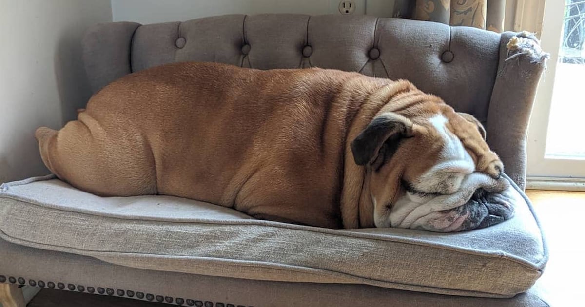 英国斗牛犬的优缺点,英国斗牛犬的优点和缺点