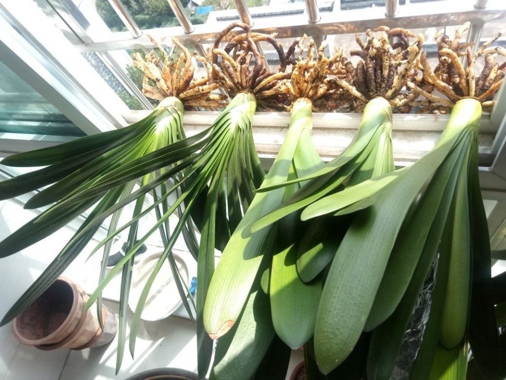 养君子兰记住5个小口诀,君子兰有六项关注事项