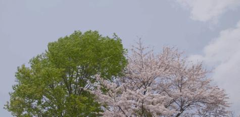 淘漉编辑部的故事：想跟你说说，2020最后一个冬日里的好*光春**