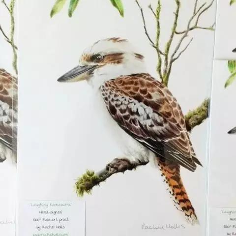 画鸟彩铅教程,画鸟彩铅