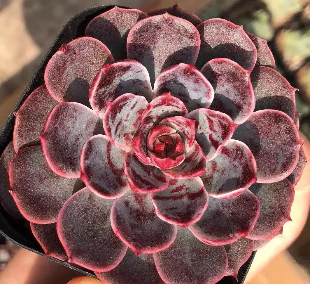 圣路易斯多肉,多肉植物科普课件图片