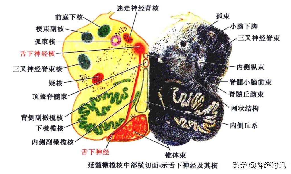 脑干解剖,脑干神经解剖