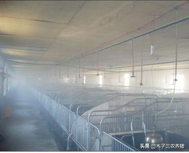 夏天猪热应激的表现,夏季猪呼吸频率快怎么回事