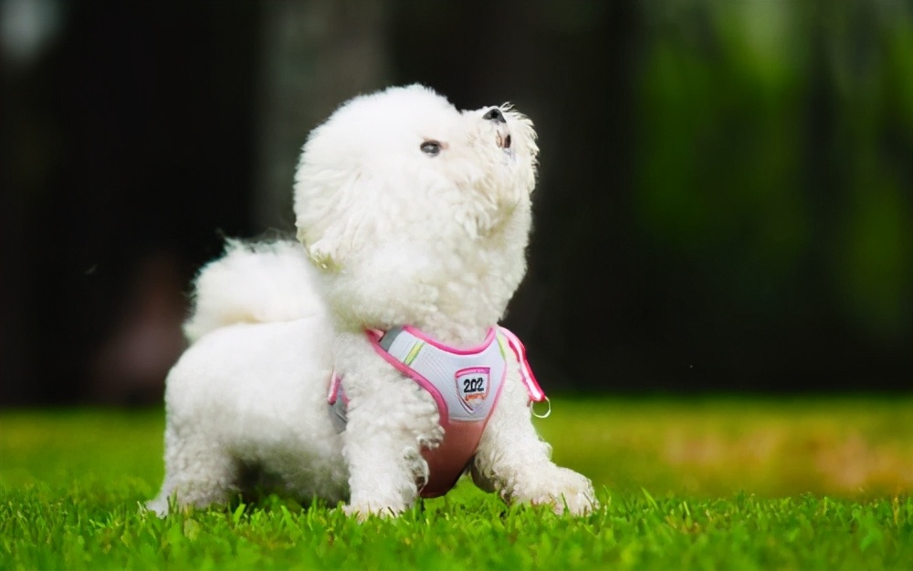 比熊犬寿命一般多少年,比熊犬的寿命是多少年