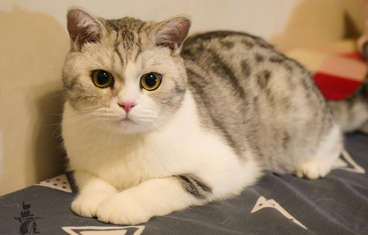 如果你家猫有这七种表现,如果你家猫有以下行为是在养你