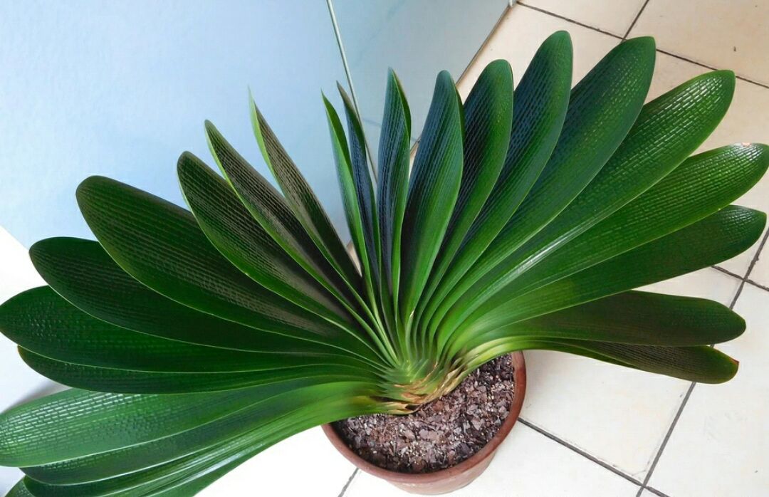 李大姐养君子兰，年年开大花，有吉祥好兆头，原来是她做对5件事