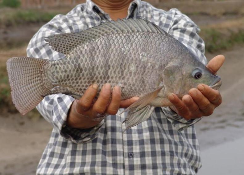 罗非鱼怎么钓,罗非鱼的害处