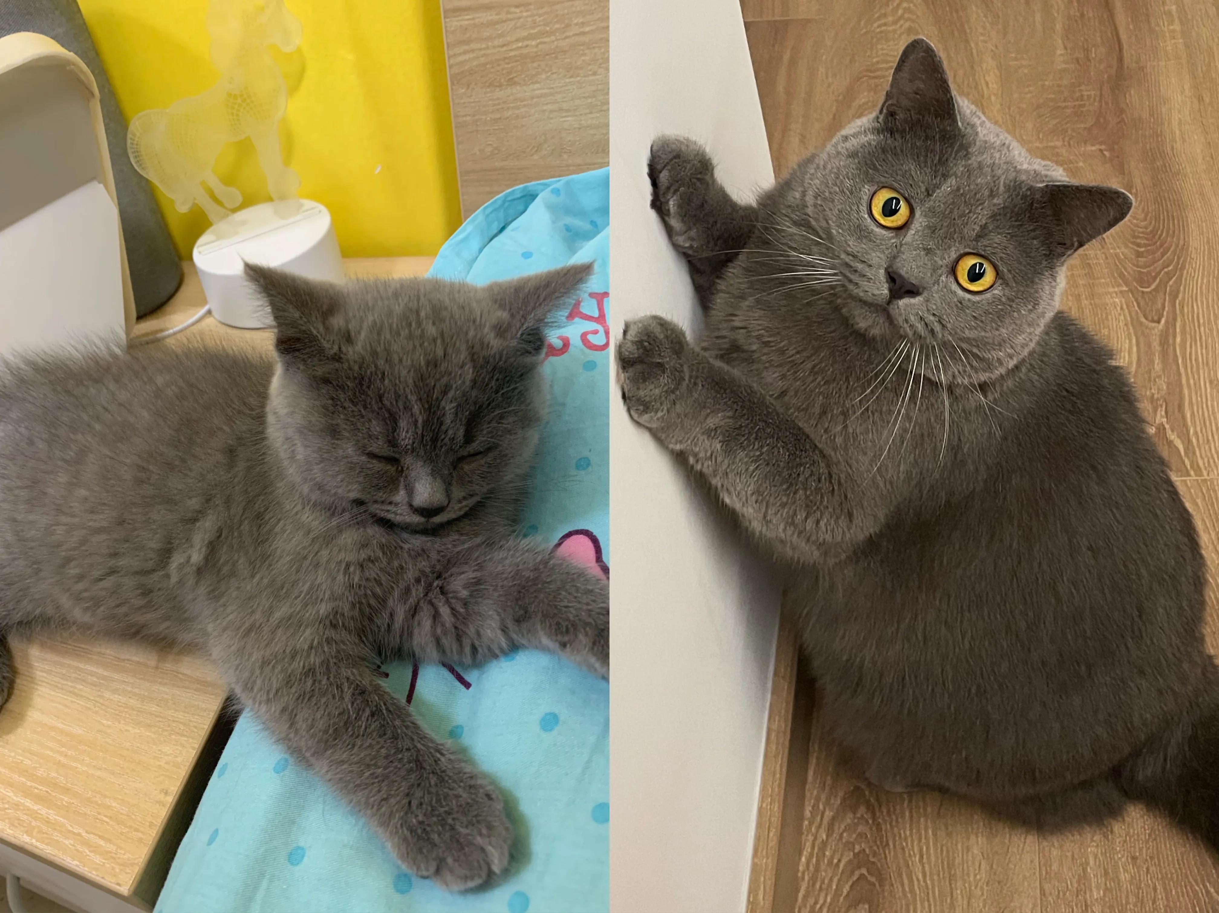 2斤到14斤，我是怎么把猫主子喂胖之新手猫粮篇