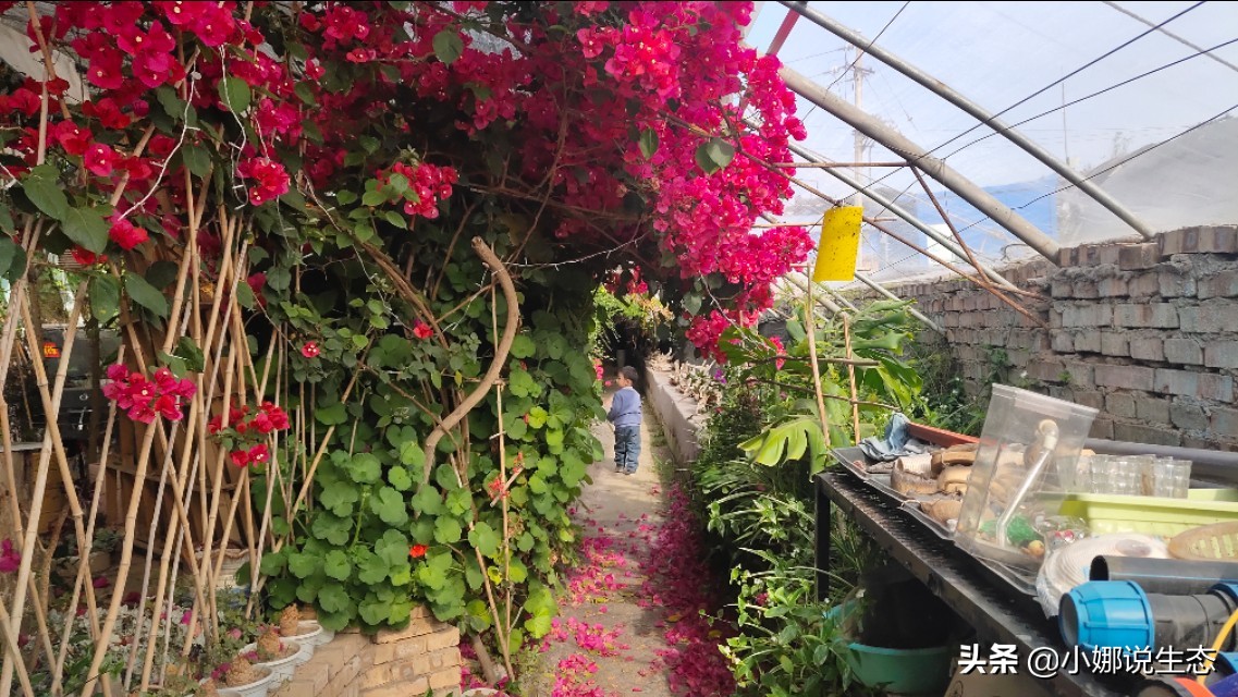 美如画的农场,美如画的生态园