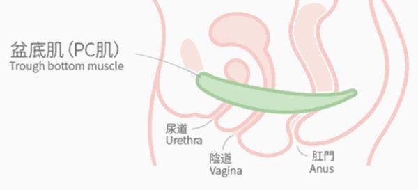 尴尬！产后打喷嚏漏尿，原来是它在作妖
