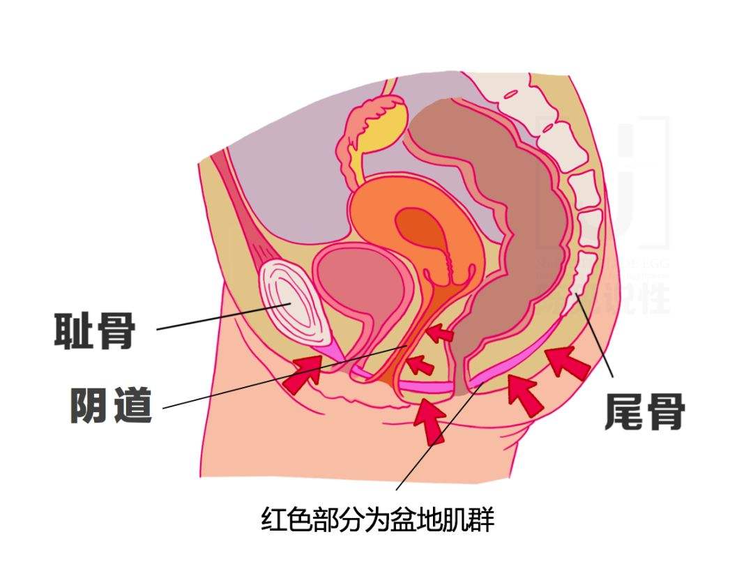 男性锻炼下半身盆底肌,练下半身对盆底肌有帮助吗