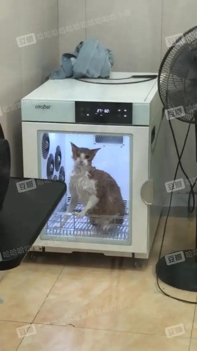 哈哈哈哈哈我笑到我家的狗偷开邻居家的车送我去精神病院