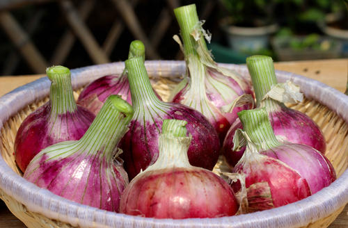 洋葱叶病虫害,洋葱苗黄叶死苗怎么治疗