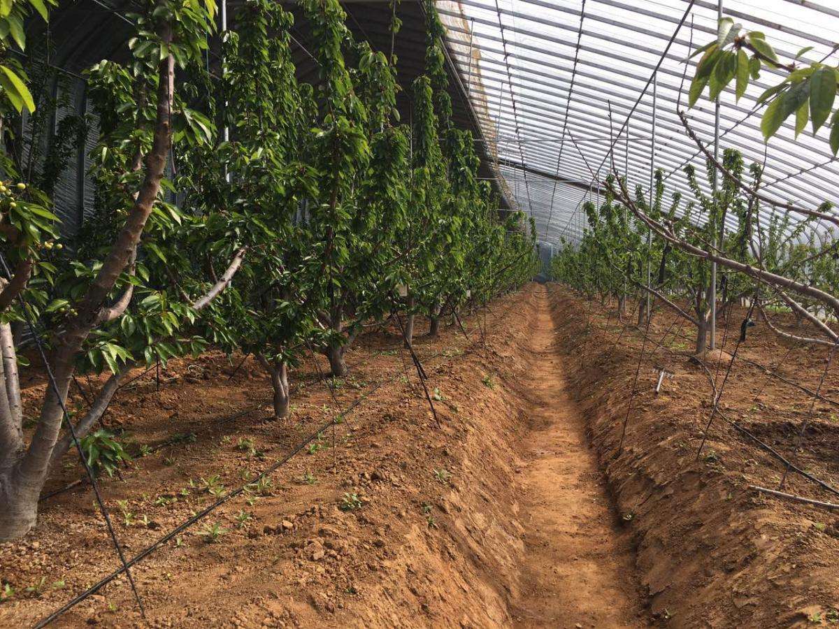 反季水果种植全过程,反季蔬菜大棚种植技术