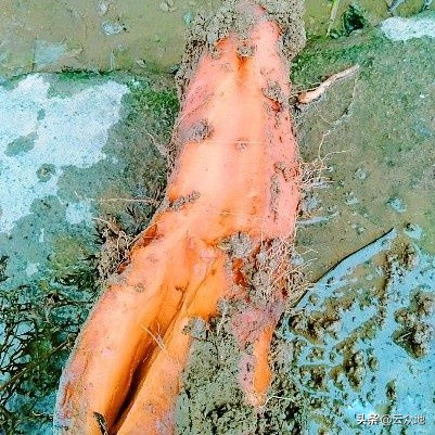 胡萝卜肉质根开裂是什么原因？多与水肥管理有关，提前预防长得好