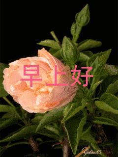早上问候知己安心话语,早安问候语经典一句话