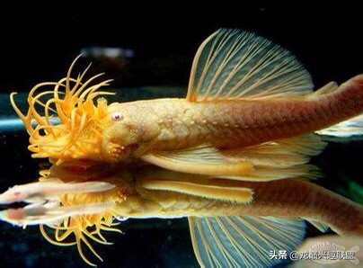 怎么解决草缸爆藻,小草缸爆藻怎么办