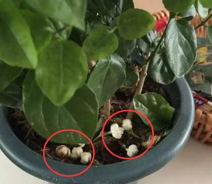 茉莉盆栽收到后怎么处理,盆栽茉莉花枯萎怎么救治