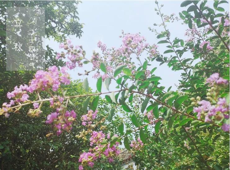 二十四节气之立秋手抄报,二十四节气之立秋茅台