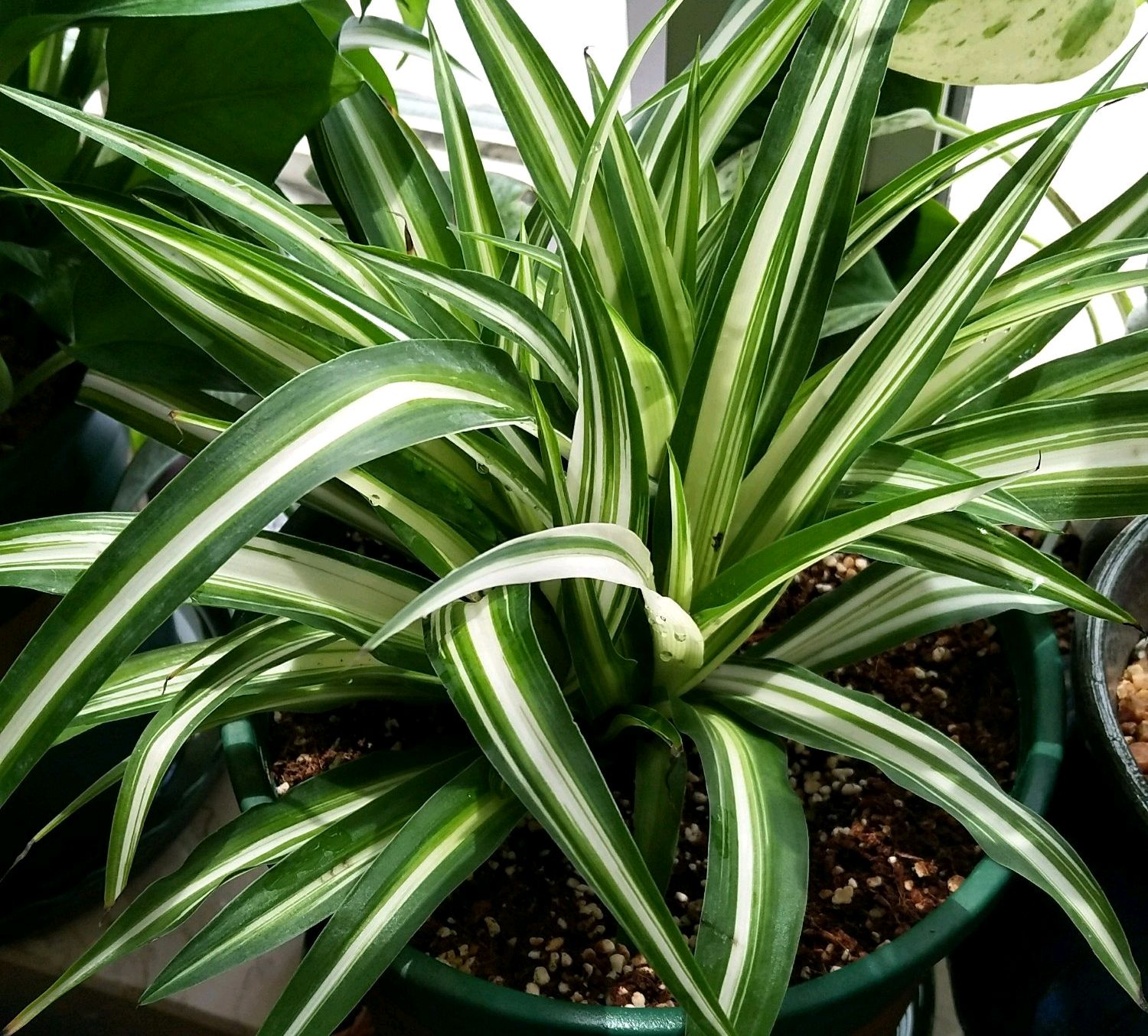 金心吊兰叶子发白怎么回事,金心吊兰叶子发皱