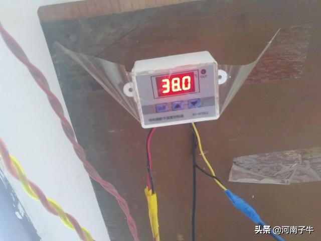 在家里如何孵化小鸡,自己在家怎么简单孵化小鸡