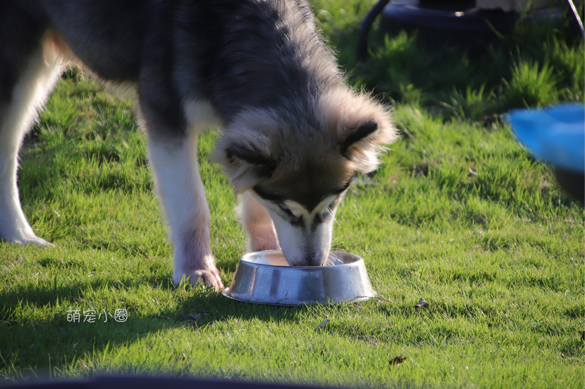 宠主们这8种水不能长期给狗狗喝，兽医表示：长期喝等于慢性自杀