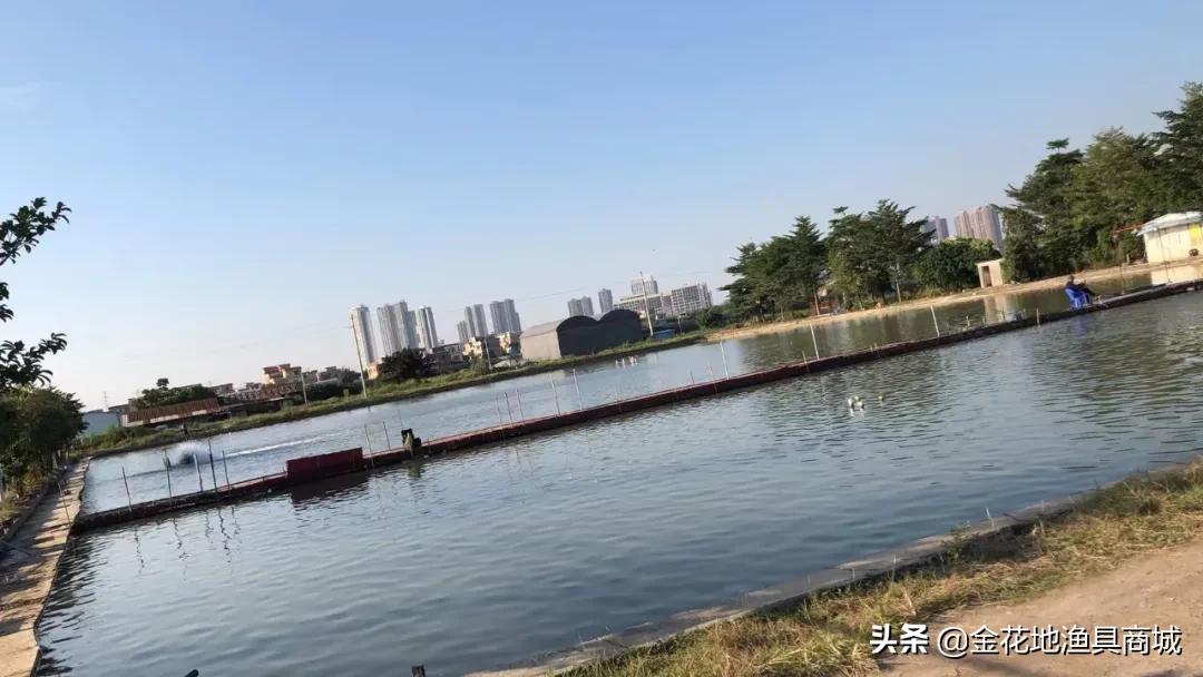 金花钓场,金花地钓鱼门票