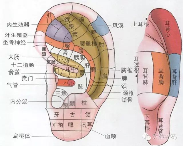 每天晚上揉这里！男的越揉越强壮，女的越揉越年轻