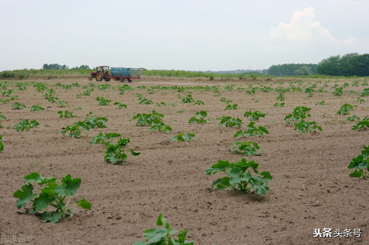 2024年化肥股票为什么涨,化肥股票哪个事迹好