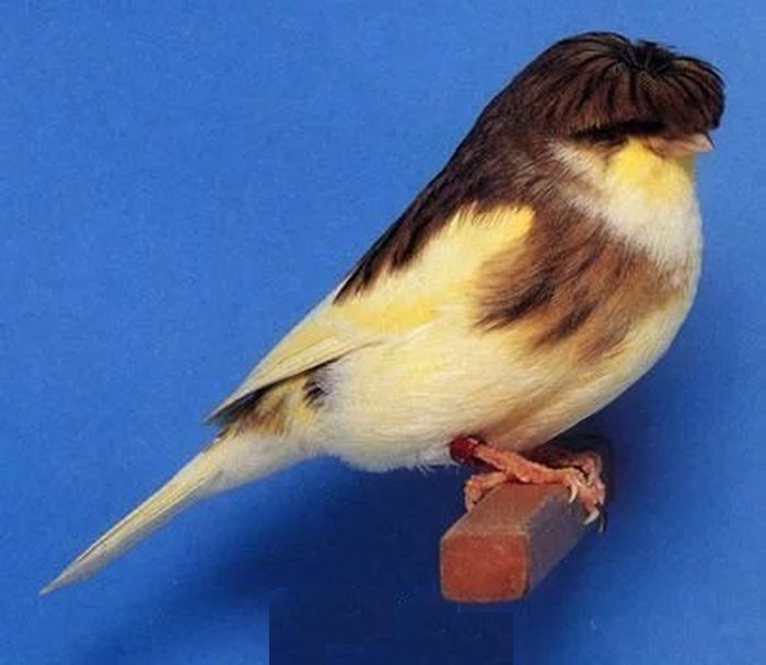 一种来自非洲的野鸟，被人工繁育出数百个品种，惊艳了整个世界