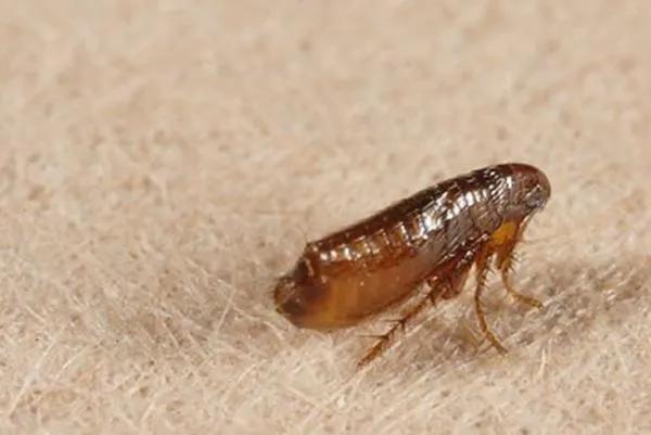 养小猫如何除跳蚤,跳蚤市场学知识