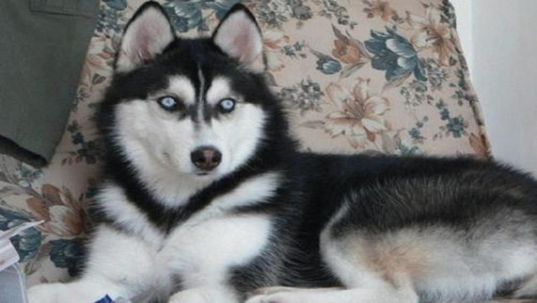 哈士奇掉毛吗有体味吗,哈士奇掉毛排在第几名