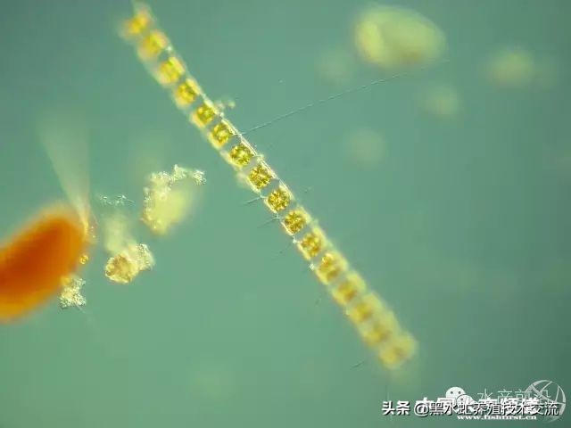 水产藻类大全图片,水产藻类知识大全