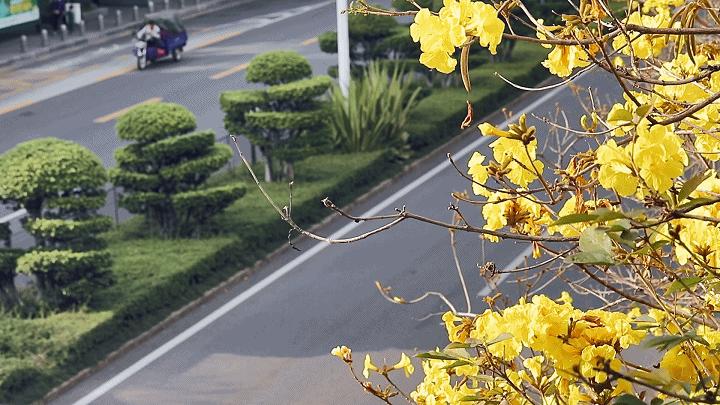 深圳十大免费花海公园,深圳红花山公园粉黛花海