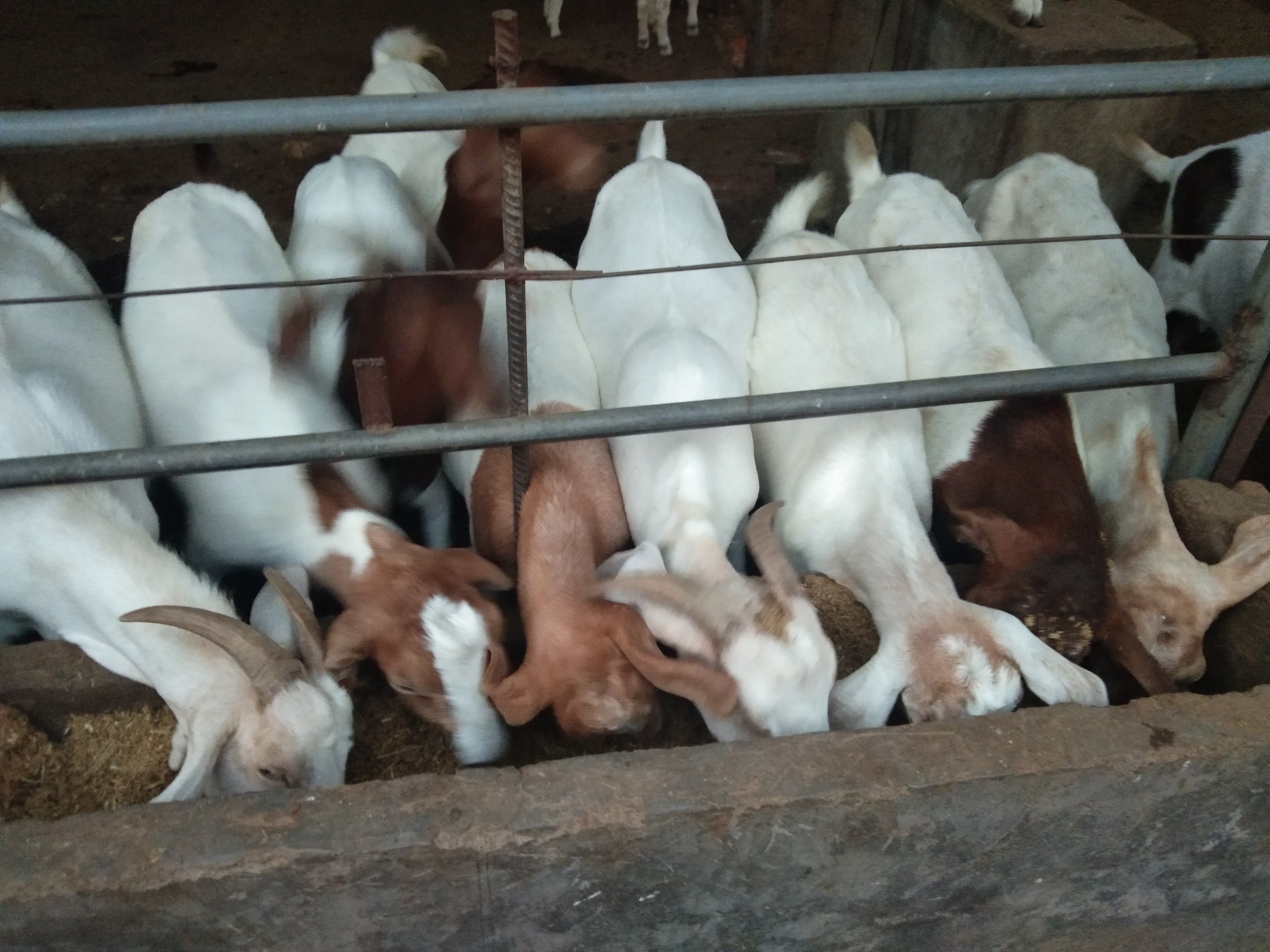 玉米怎么喂羊才合理,玉米喂羊配方视频