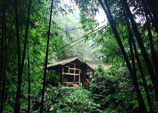 一片翠竹还是一丛翠竹,漫山遍野翠绿的竹海风景