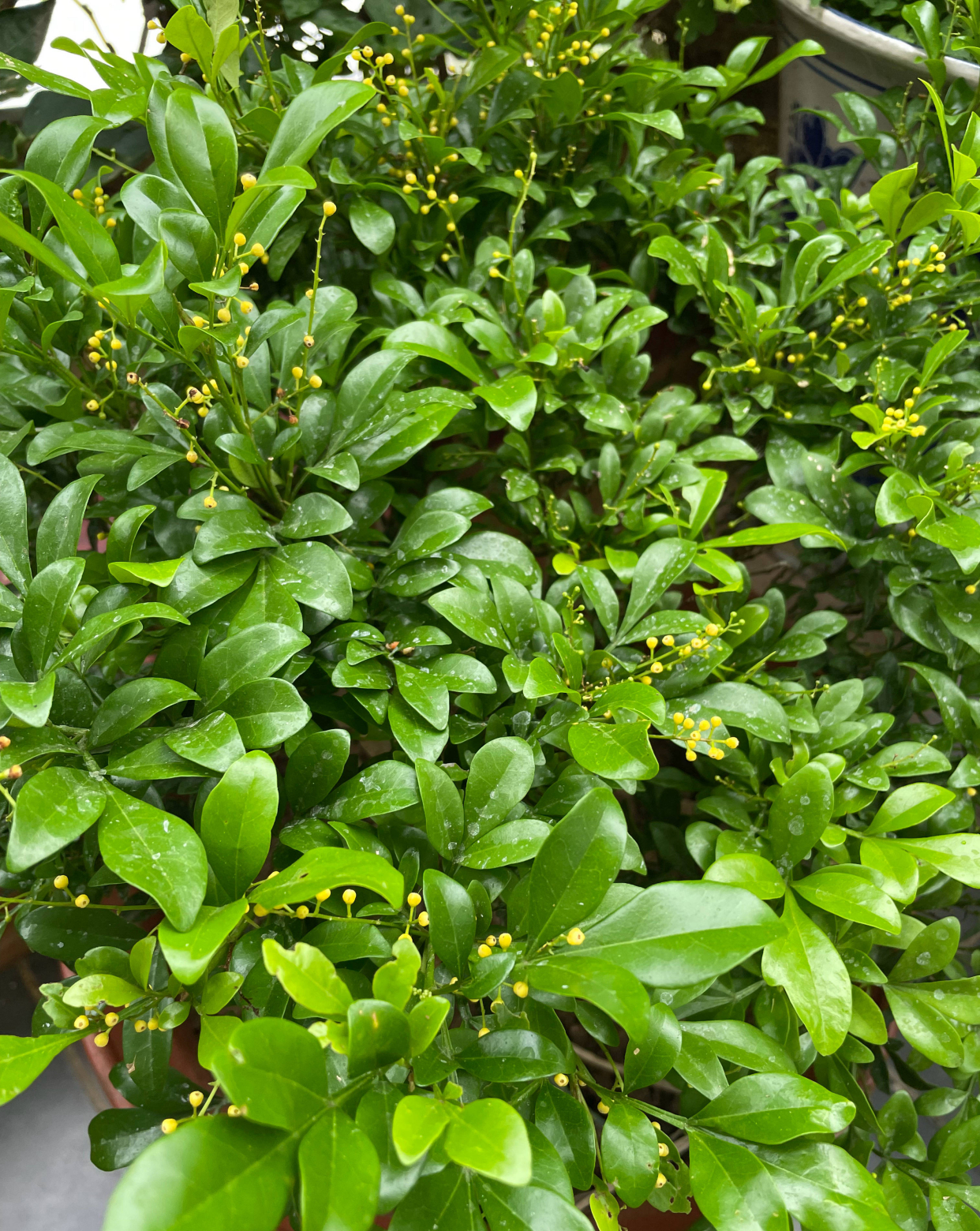 米兰花的四季养护方法和关注事项,米兰花冬天怎么养护和浇水方法