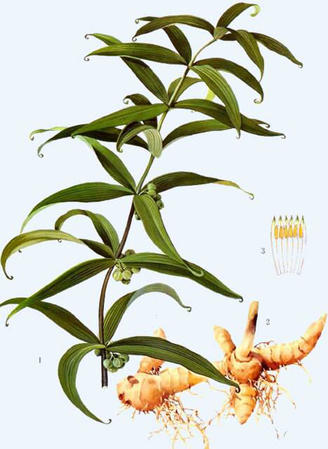 中药材黄精烘干机,中药材黄精